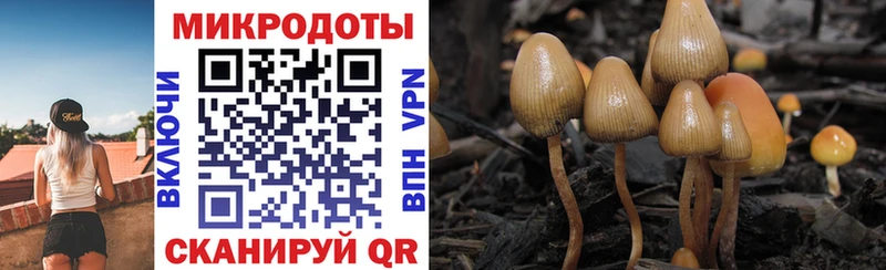 Псилоцибиновые грибы Cubensis Кущёвская